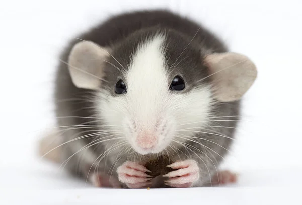 Little rat on a white background — Stock Photo, Image