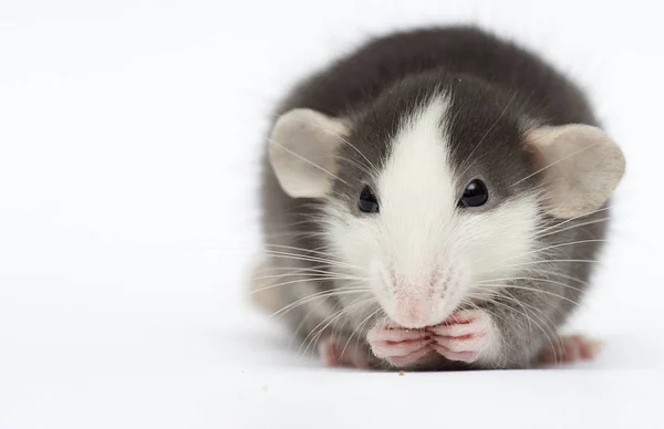 Piccolo ratto su sfondo bianco — Foto Stock