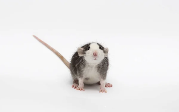 Pequeno rato em um fundo branco — Fotografia de Stock