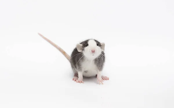 Pequeno rato em um fundo branco — Fotografia de Stock