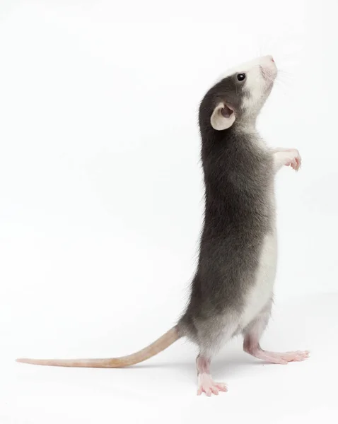 白い背景に小さなネズミ — ストック写真