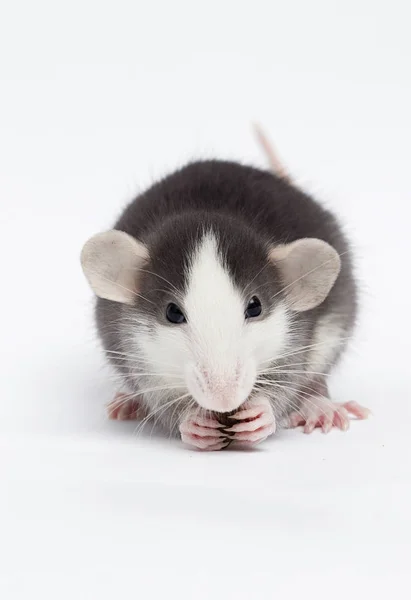 Little rat on a white background — Stock Photo, Image