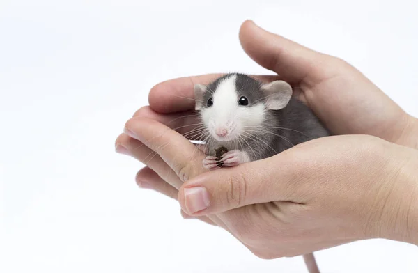Cute little rat in hand — Stock Photo, Image
