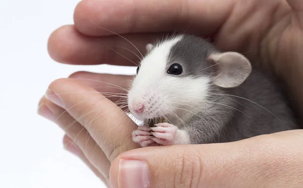 Cute little rat in hand — Stock Photo, Image