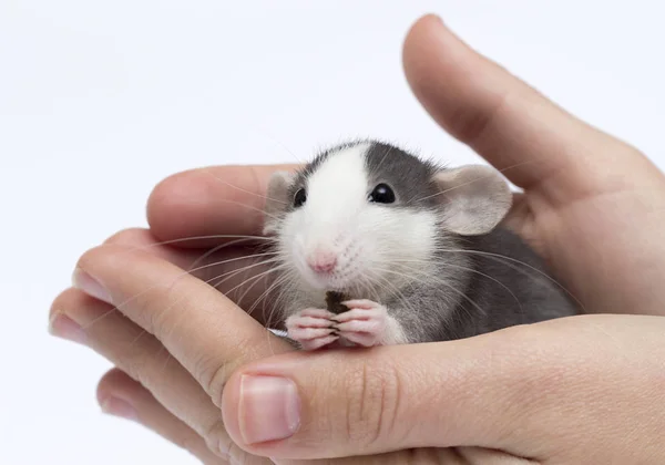 Pequeno rato bonito na mão — Fotografia de Stock