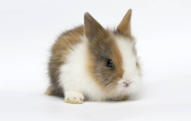 beyaz bir arka plan üzerinde küçük komik tavşan