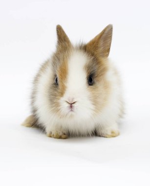 beyaz bir arka plan üzerinde küçük komik tavşan