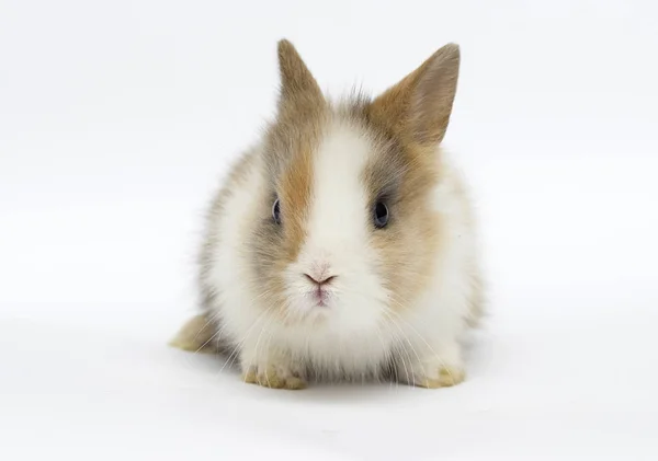 Kleines lustiges Kaninchen — Stockfoto
