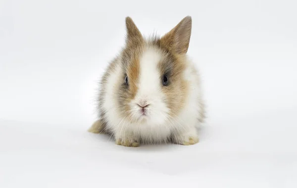 Kleines lustiges Kaninchen auf weißem Hintergrund — Stockfoto