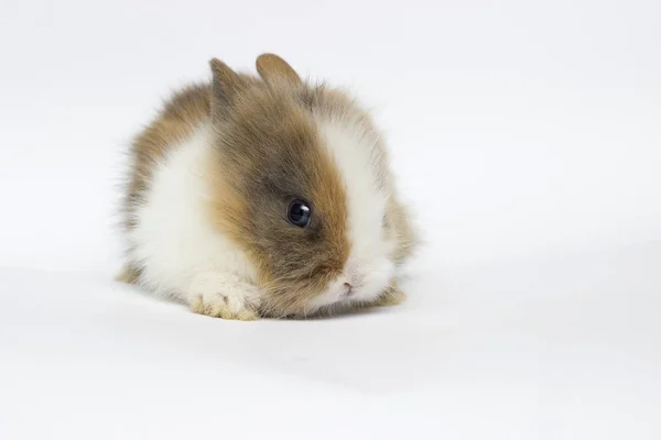 Beyaz bir arka plan üzerinde küçük komik tavşan — Stok fotoğraf