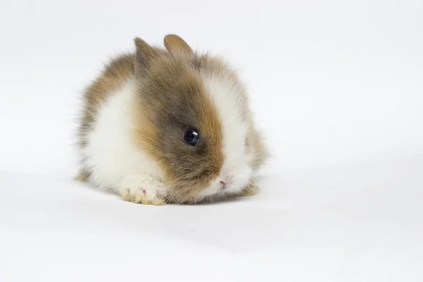 Pequeño conejo divertido sobre un fondo blanco —  Fotos de Stock