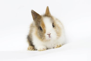 beyaz bir arka plan üzerinde küçük komik tavşan