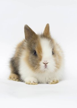 beyaz bir arka plan üzerinde küçük komik tavşan