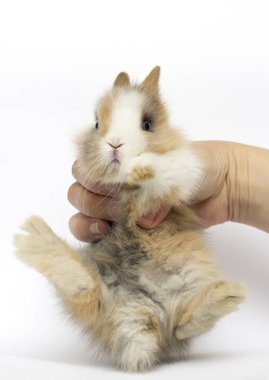 beyaz bir arka plan üzerinde küçük komik tavşan