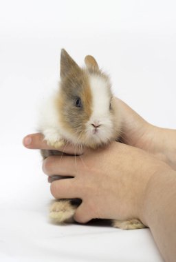 beyaz bir arka plan üzerinde küçük komik tavşan