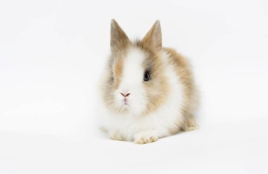 beyaz bir arka plan üzerinde küçük komik tavşan