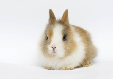 beyaz bir arka plan üzerinde komik tavşan