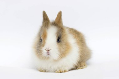 beyaz bir arka plan üzerinde komik tavşan