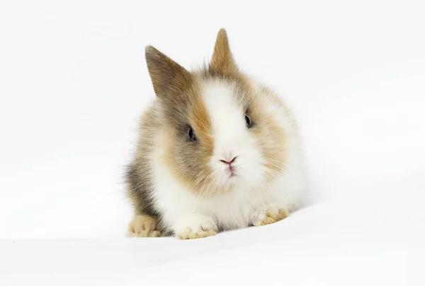 Little funny rabbit on a white background — Stock Photo, Image