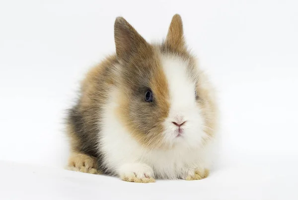 Pequeño conejo divertido sobre un fondo blanco —  Fotos de Stock