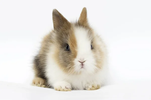 Pequeño conejo divertido sobre un fondo blanco —  Fotos de Stock