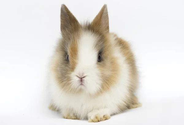 Pequeño conejo divertido sobre un fondo blanco —  Fotos de Stock