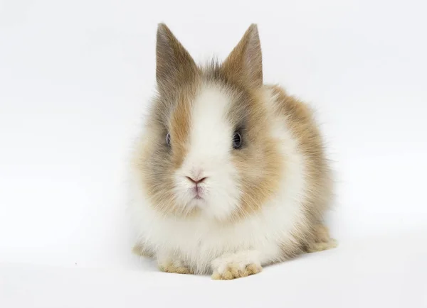 Kleines lustiges Kaninchen auf weißem Hintergrund — Stockfoto