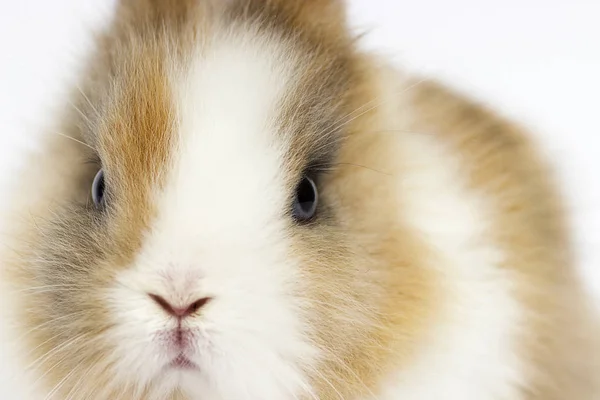 Little funny rabbit on a white background — Stock Photo, Image