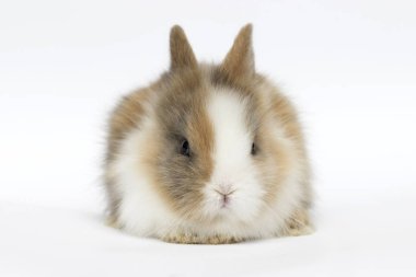 beyaz bir arka plan üzerinde komik tavşan