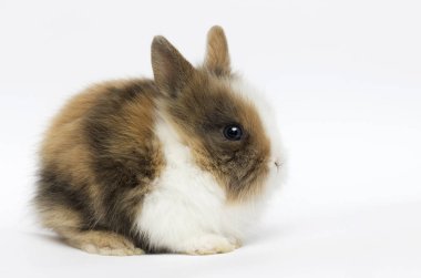 beyaz bir arka plan üzerinde komik tavşan