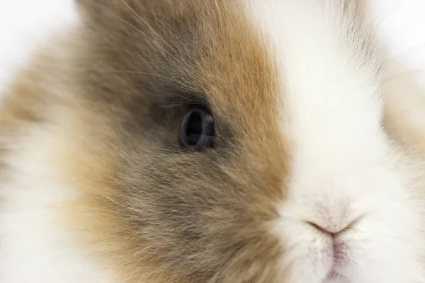 Funny rabbit on a white background — Stock Photo, Image