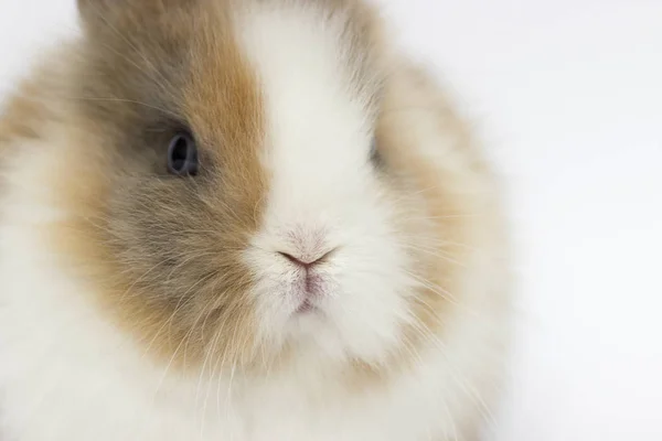 Lustiges Kaninchen auf weißem Hintergrund — Stockfoto