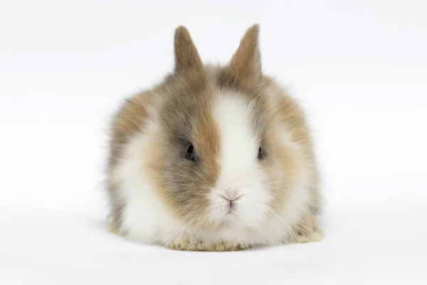 Divertido conejo sobre un fondo blanco —  Fotos de Stock