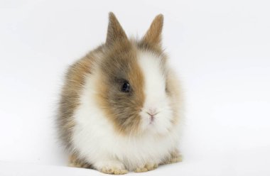 beyaz bir arka plan üzerinde komik tavşan