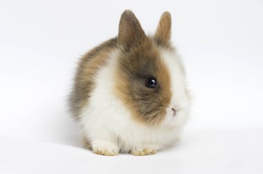 Beyaz bir arka plan üzerinde küçük tavşan
