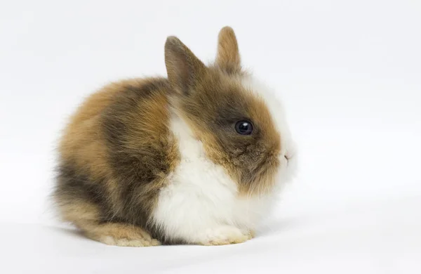 Lustiges Kaninchen auf weißem Hintergrund — Stockfoto