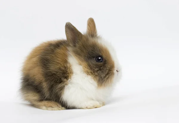 Funny rabbit on a white background — Stock Photo, Image
