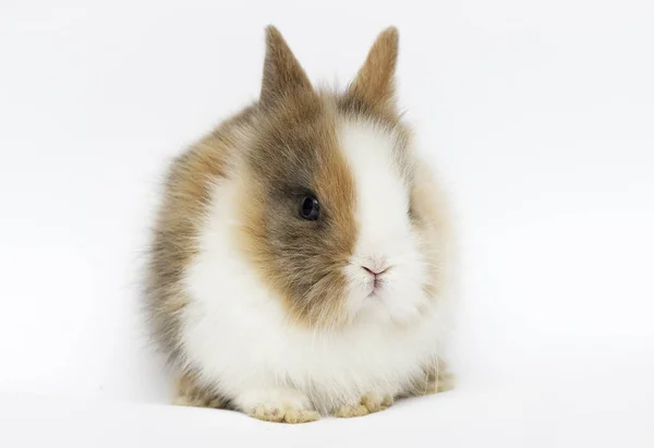 Pequeño conejo sobre un fondo blanco —  Fotos de Stock