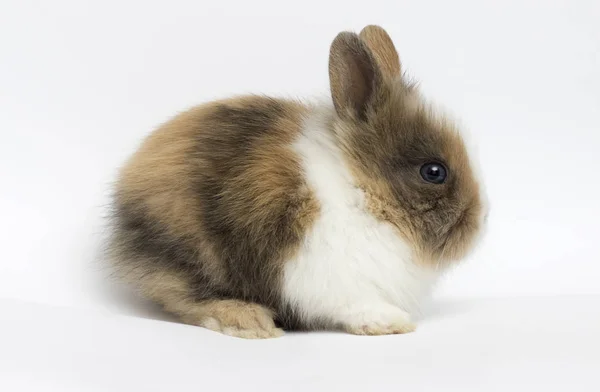 Pequeño conejo sobre un fondo blanco —  Fotos de Stock