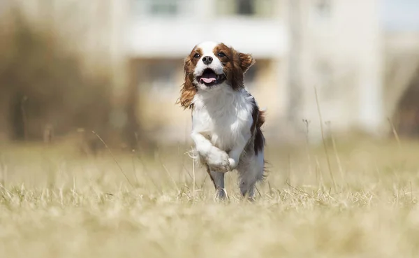 Spaniel köpek hızlı açık havada çalışan — Stok fotoğraf