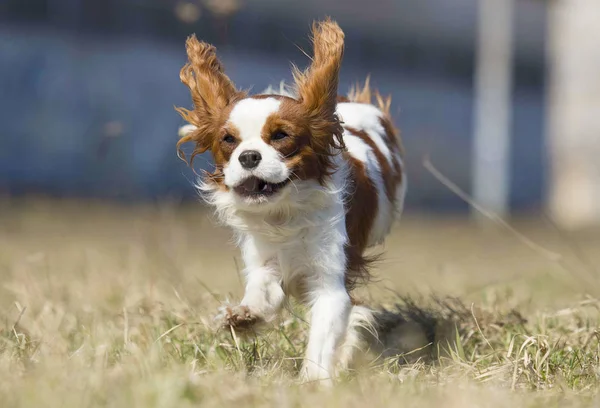 Spaniel hond die snel buitenshuis loopt — Stockfoto