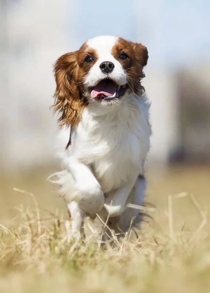 Испанская собака, быстро бегающая на улице — стоковое фото