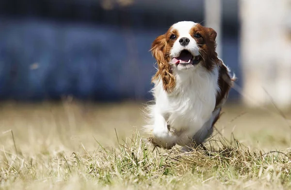 Spaniel köpek hızlı açık havada çalışan — Stok fotoğraf