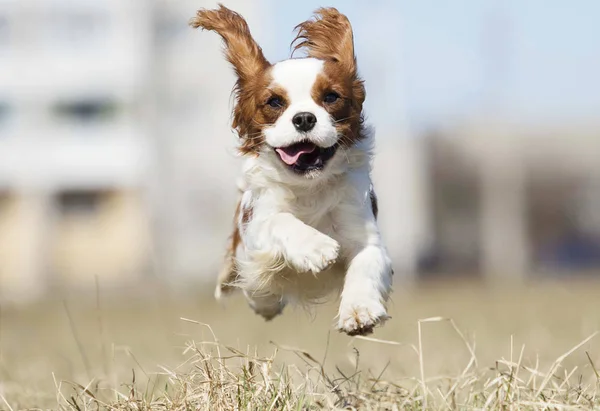 Perro spaniel corriendo rápido al aire libre —  Fotos de Stock