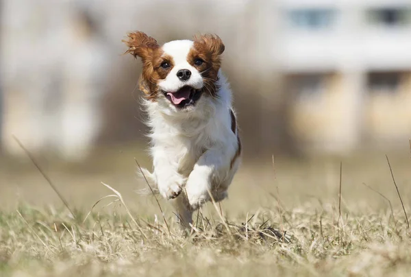 Chien épagneul courir vite à l'extérieur — Photo