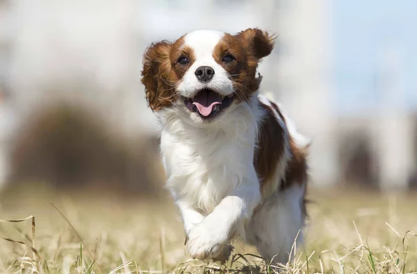 Spaniel-Hund läuft schnell ins Freie — Stockfoto