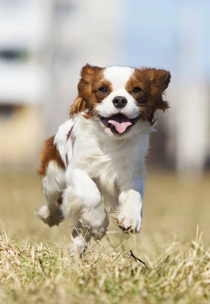 Spaniel cão correndo rápido ao ar livre — Fotografia de Stock