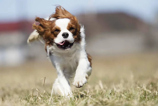Spaniel hond die snel buitenshuis loopt — Stockfoto