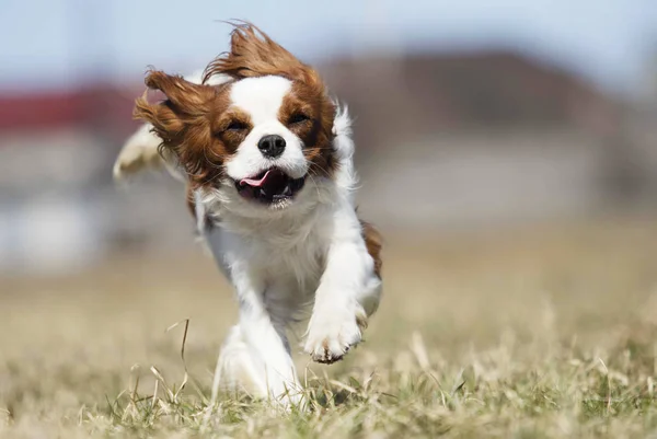 Perro spaniel corriendo rápido al aire libre —  Fotos de Stock