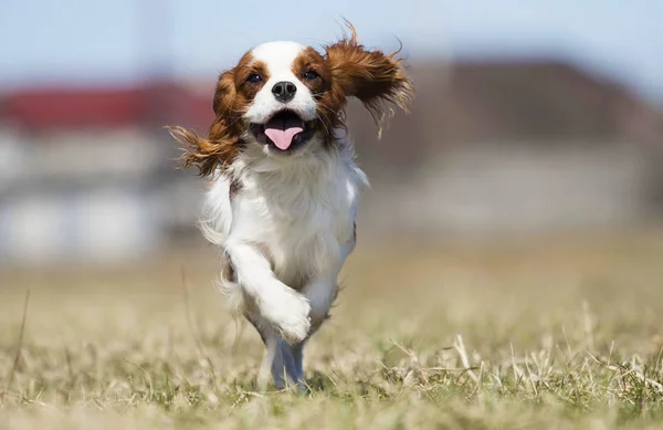 Anjing spaniel berlari cepat di luar ruangan — Stok Foto